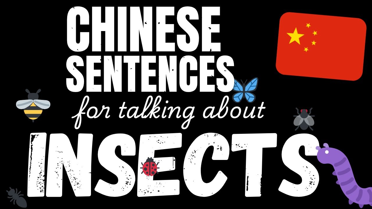 100 Easy Chinese sentences - Insects | Learn A1 Chinese vocabulary