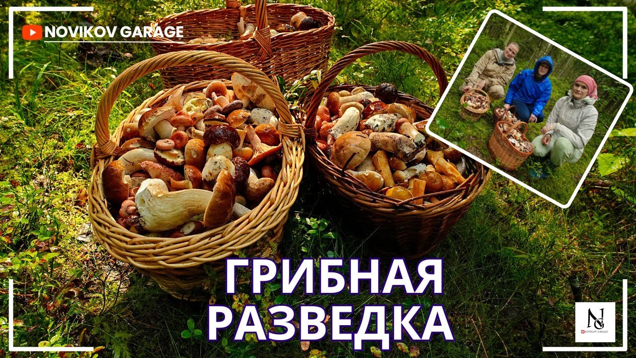 Грибная разведка 26 августа 2025. Всеволожский район.