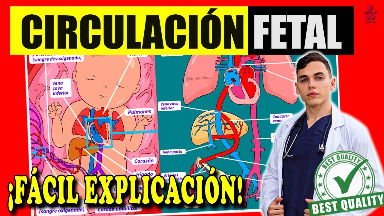 CIRCULACIÓN FETAL ‼️