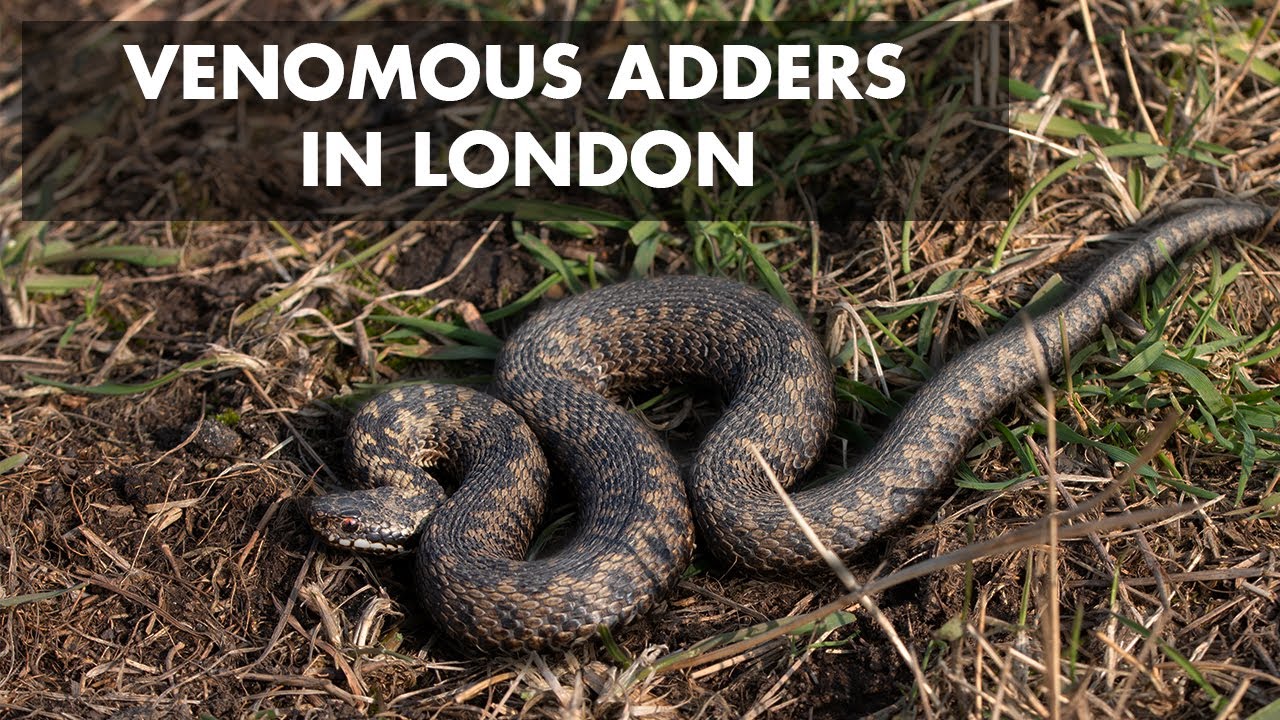 Venomous Snakes (Adders) in London in WINTER