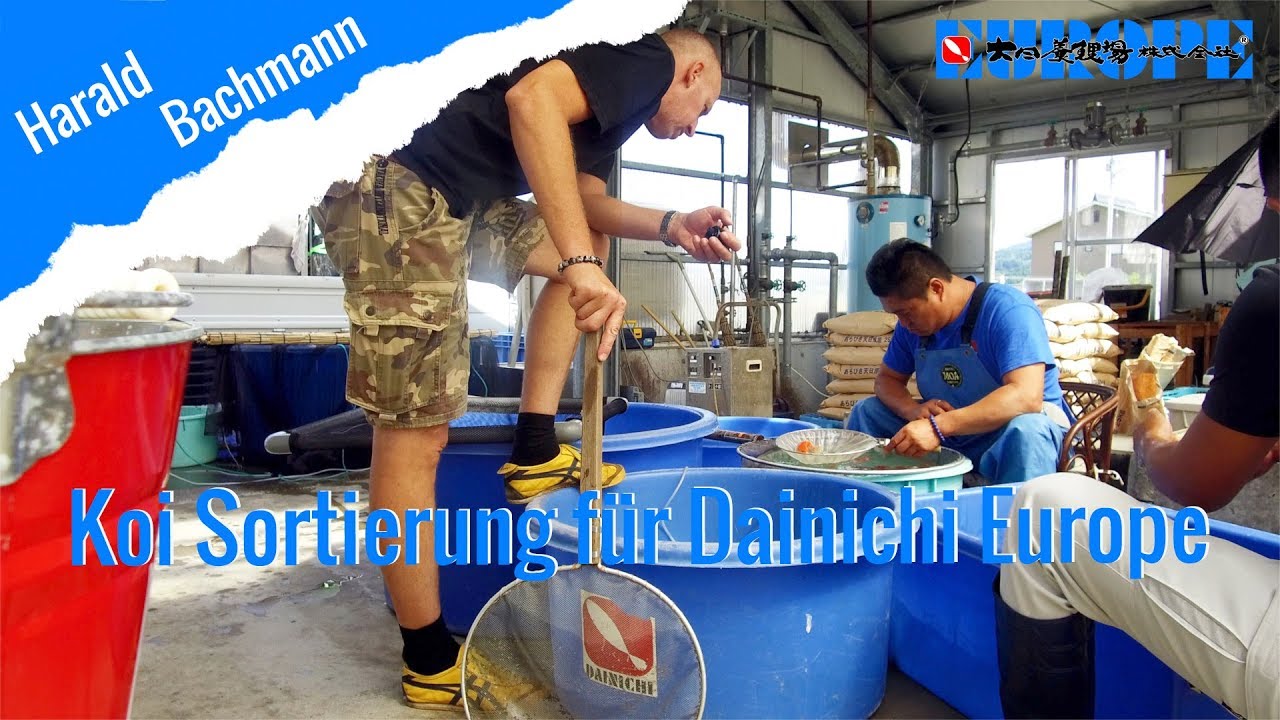 Koi Sortierung f&uuml;r Dainichi Europe | Culling Koi | Koi breeding [DEUTSCH]