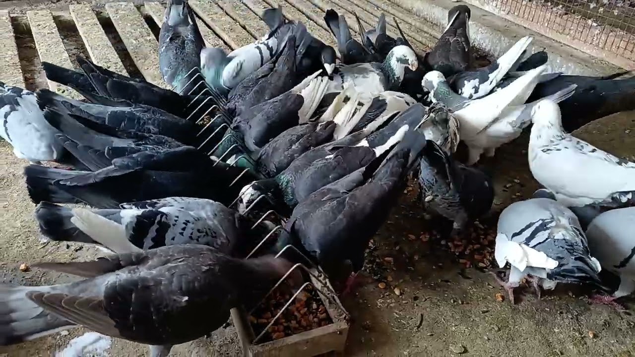 Porumbei februarie 2026🕊️