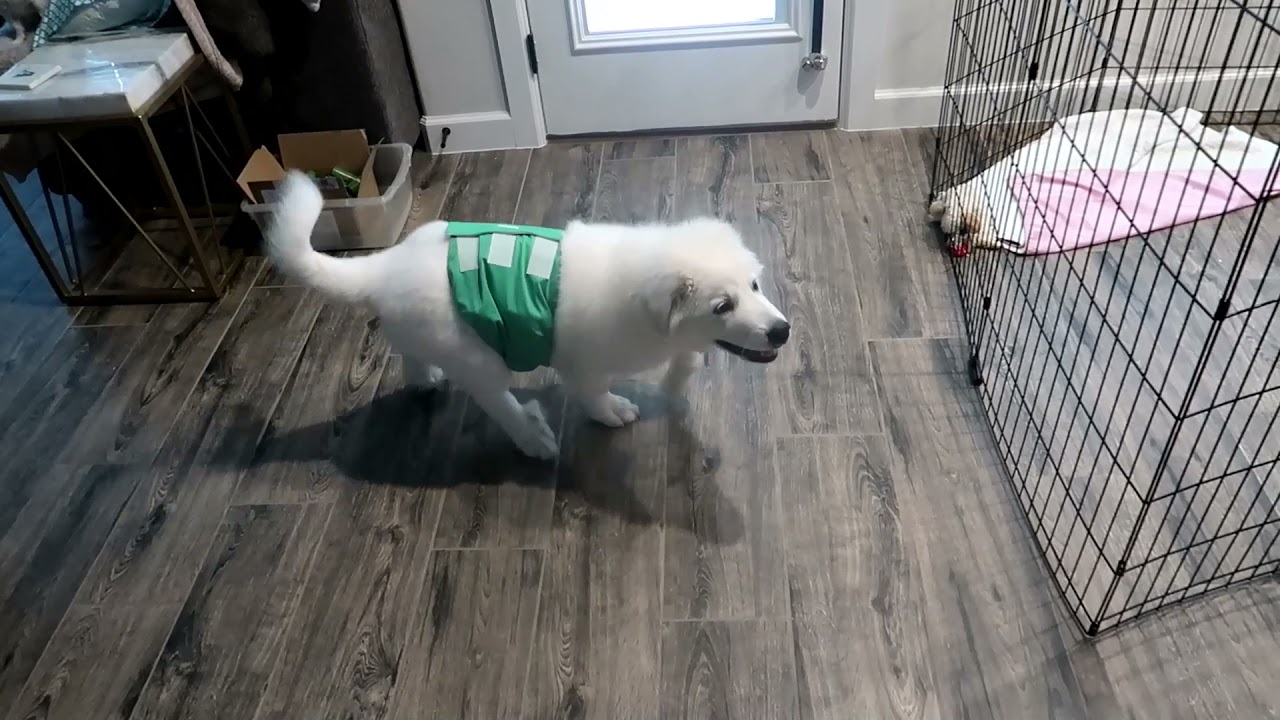 wegreeco Washable Male Dog Diapers Review