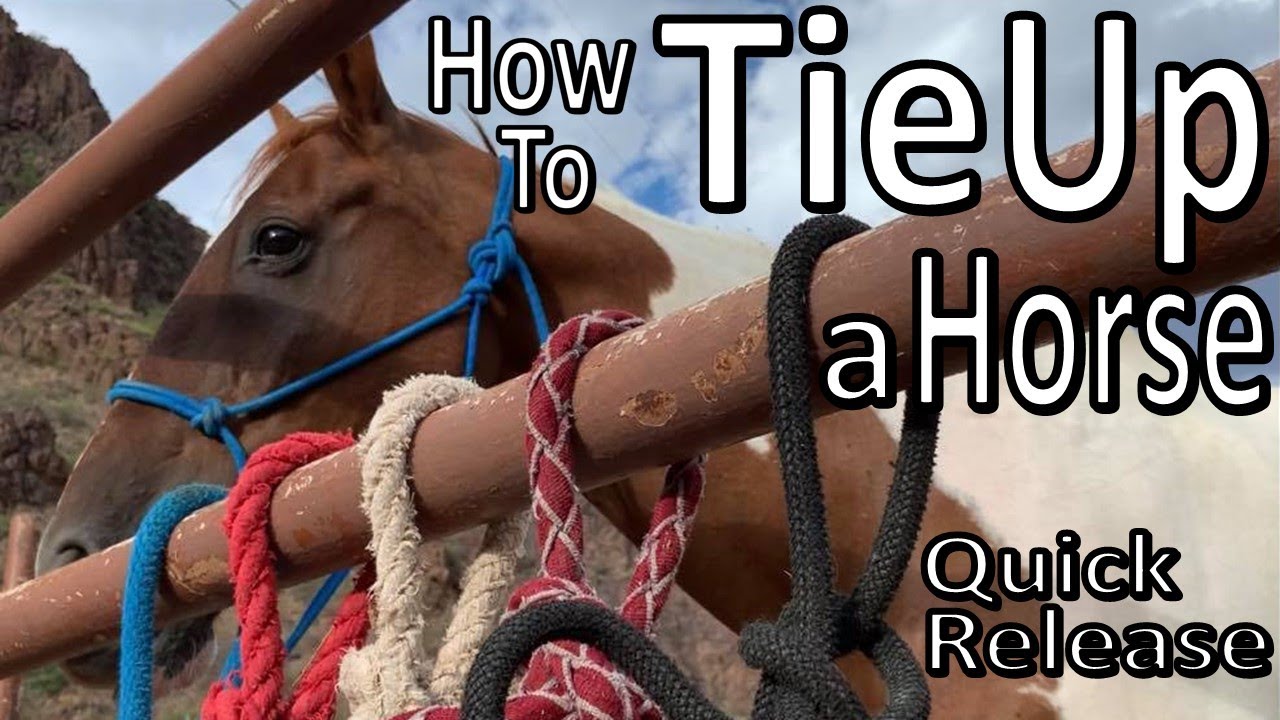 How to Tie Up Your Horse -Quick Release Knot / Halter Hitch- BTSR