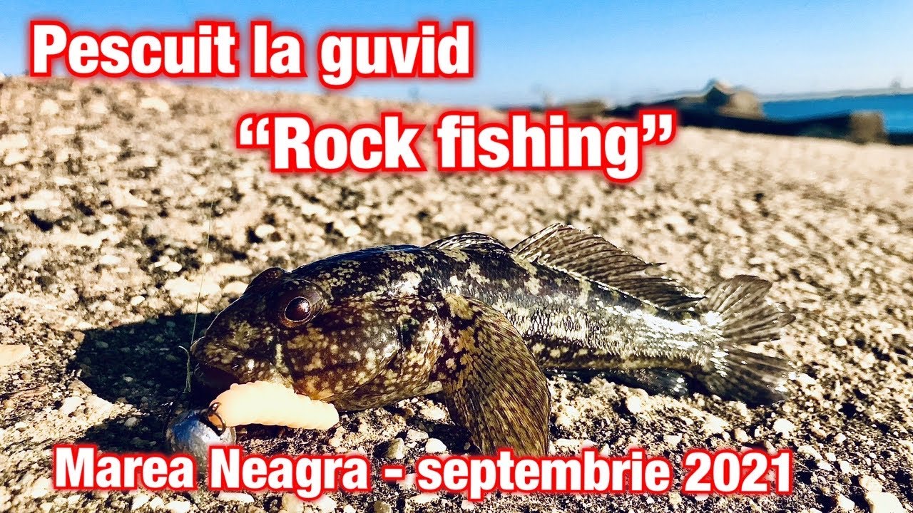Pescuit la guvid. “Rock fishing” la Marea Neagra