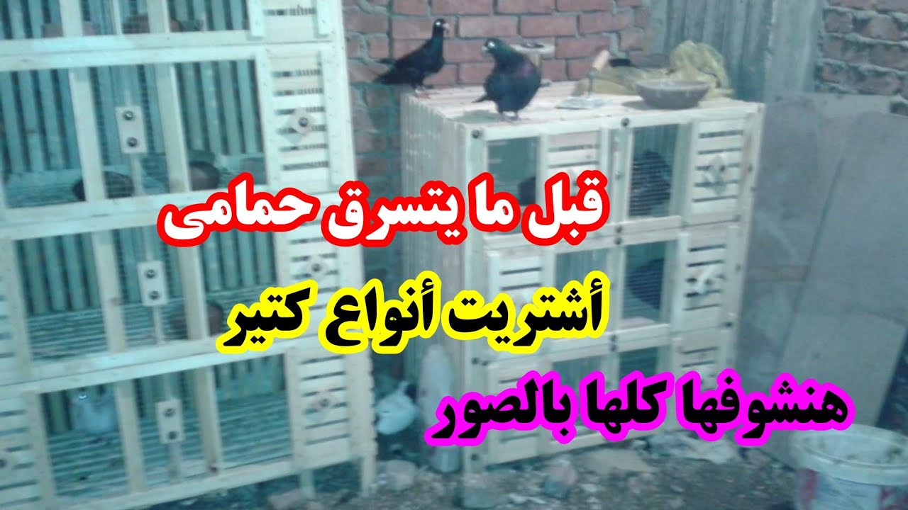 أزاي بدأت في تربية الحمام ورجعت تاني بعد ما الحمام اتسرق واشتريت أنواع حمام جديد[ 4 ]