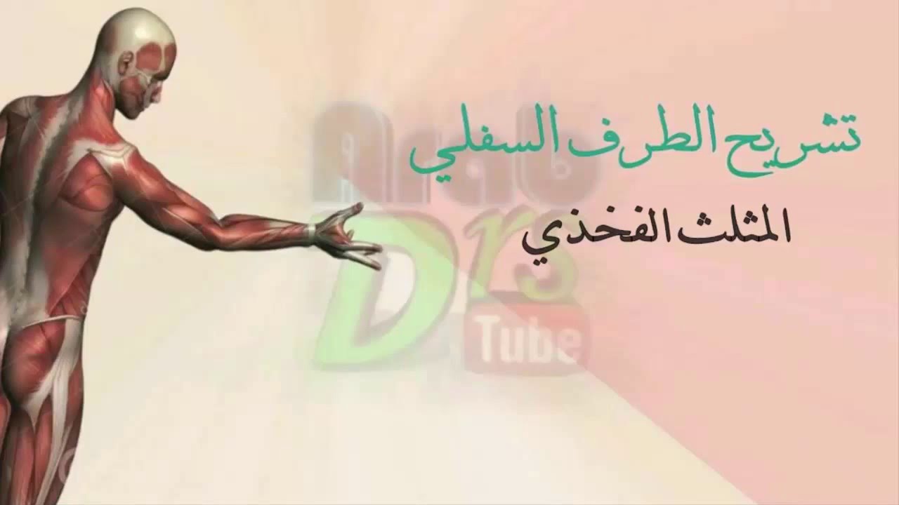 المثلث الفخذي {تشريح الطرف السفلي}