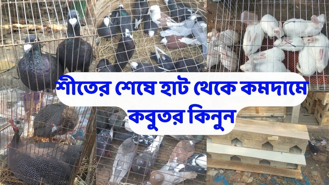 কমদামে কবুতর কিনুন, টাংগাইলের সবচেয়ে বড় কবুতরের হাট থেকে,pigeon market in bd