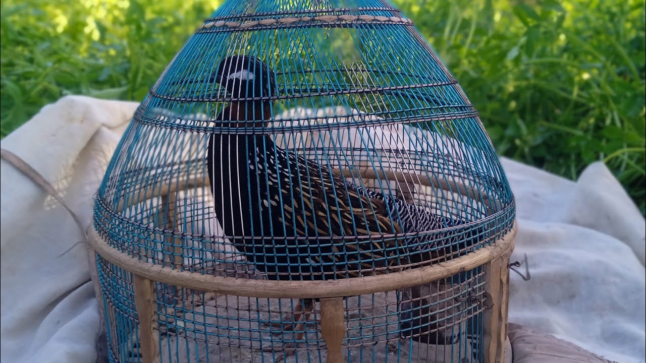 Very Beautiful voice of black Francolin kaaly teetar ki awaz black Francolin calling 