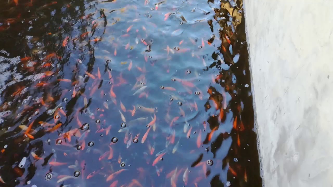 Jednogodi&scaron;nja mlađ- Koi &Scaron;aran Prodaja Srbija