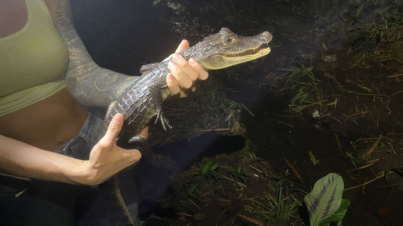 Catching Caiman in Panama!