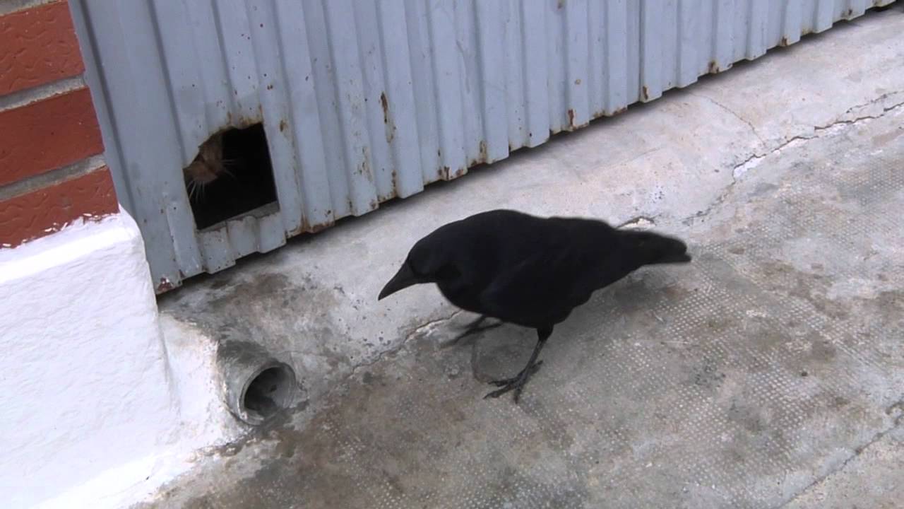 Juanito, un cuervo de Moltalbanejo