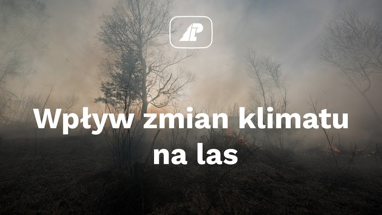 Wpływ zmian klimatu na las
