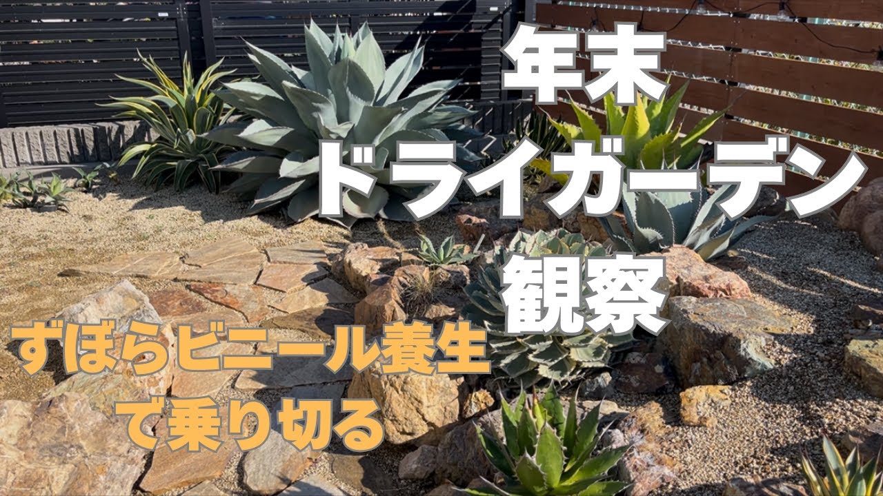 【年末ドライガーデン観察】ずぼらビニール養生で越冬させたい！