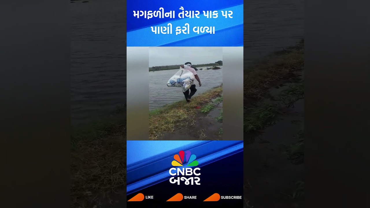 Gir Somnath | Peanut | Crop | Weather | Rain | Heavy Rain | Gir Somnath News | Gujarat Weather