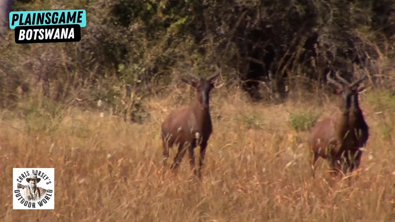 Hunting Plainsgame in Botswana's Stunning Okavango Delta