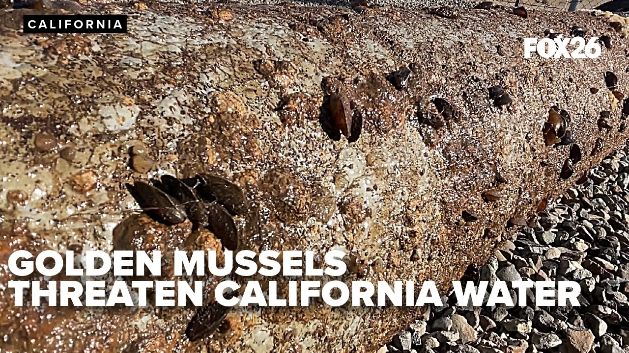 Golden mussels threaten California waterways