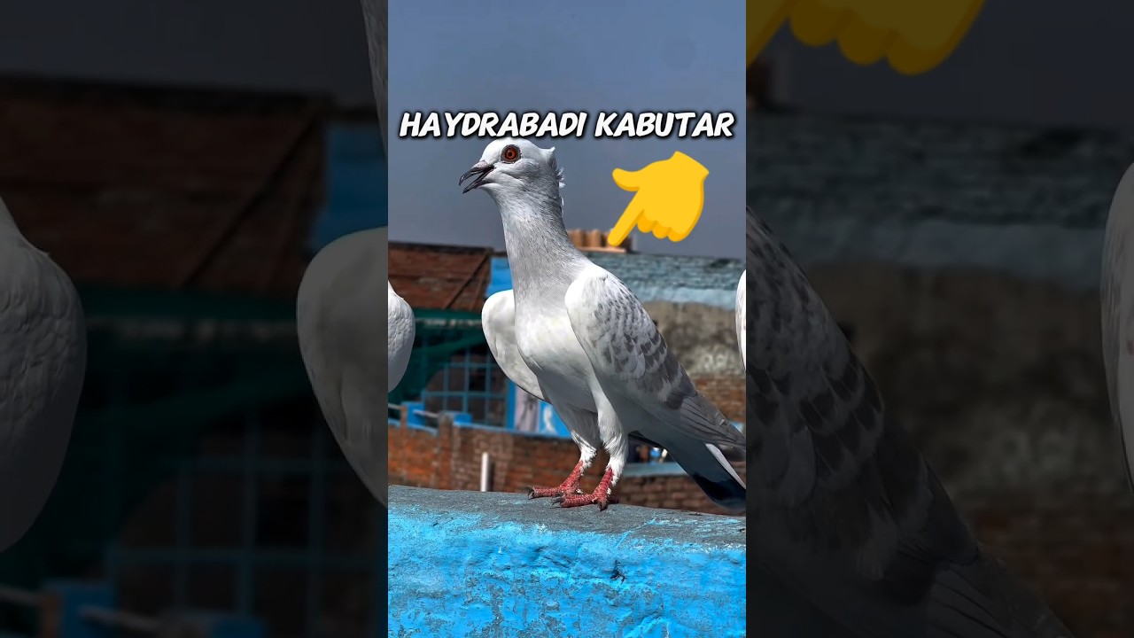 Hyderabadi kabootar 🕊️💕#shortsviral #pigeon #kabootar