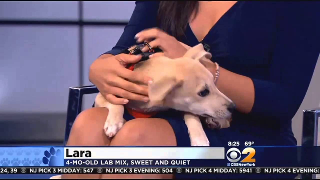 Furry Friend Finder: Speedy And Lara