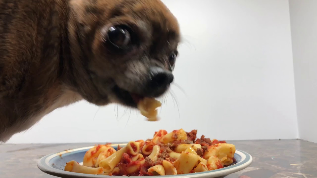 Chihuahua ASMR Mukbang in full HD. Eating a plate of hamburger and pasta
