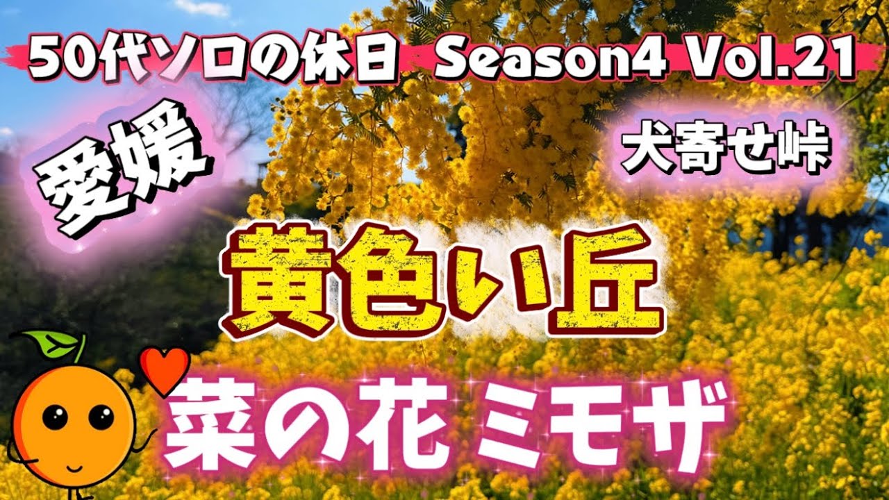 【50代ソロの休日 愛媛】菜の花＆ミモザ！黄色い丘に行ってみた！