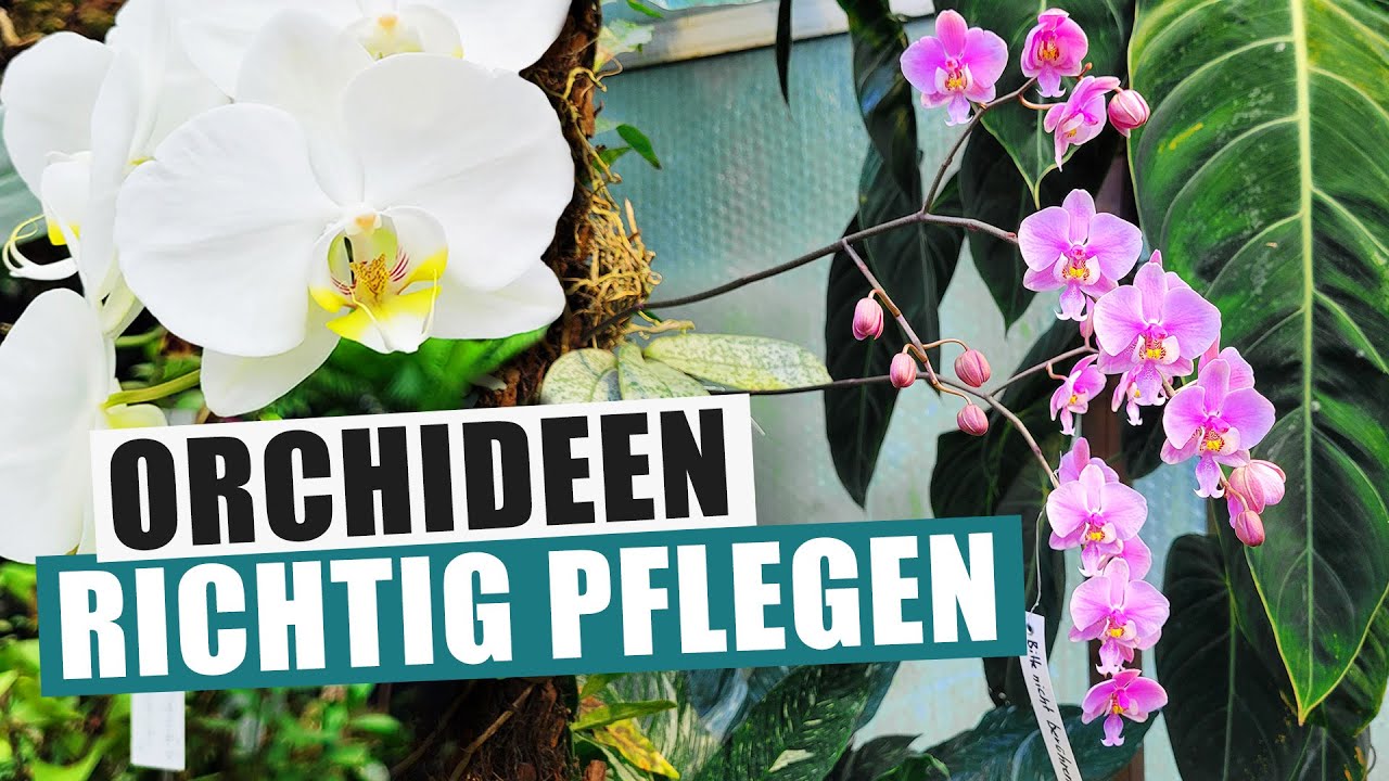 Orchideen Basics - Kaufen, pflegen & wieder zur Blüte bringen!