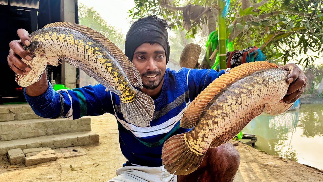 বাড়ির পুকুরে হাত ছিপ দিয়ে বড়ো বড়ো শোল মাছ ধরলাম hook fishing!!!