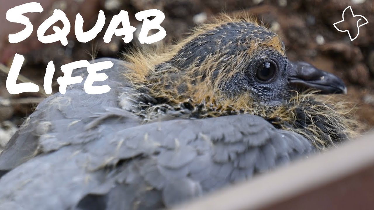 The life and times of squabs (aka baby pigeons)
