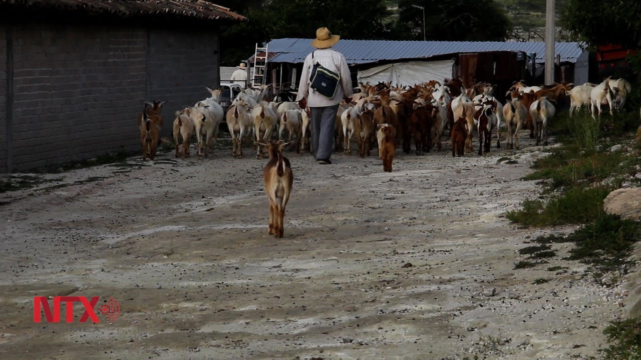 Jicotlán, el poblado más pequeño del país