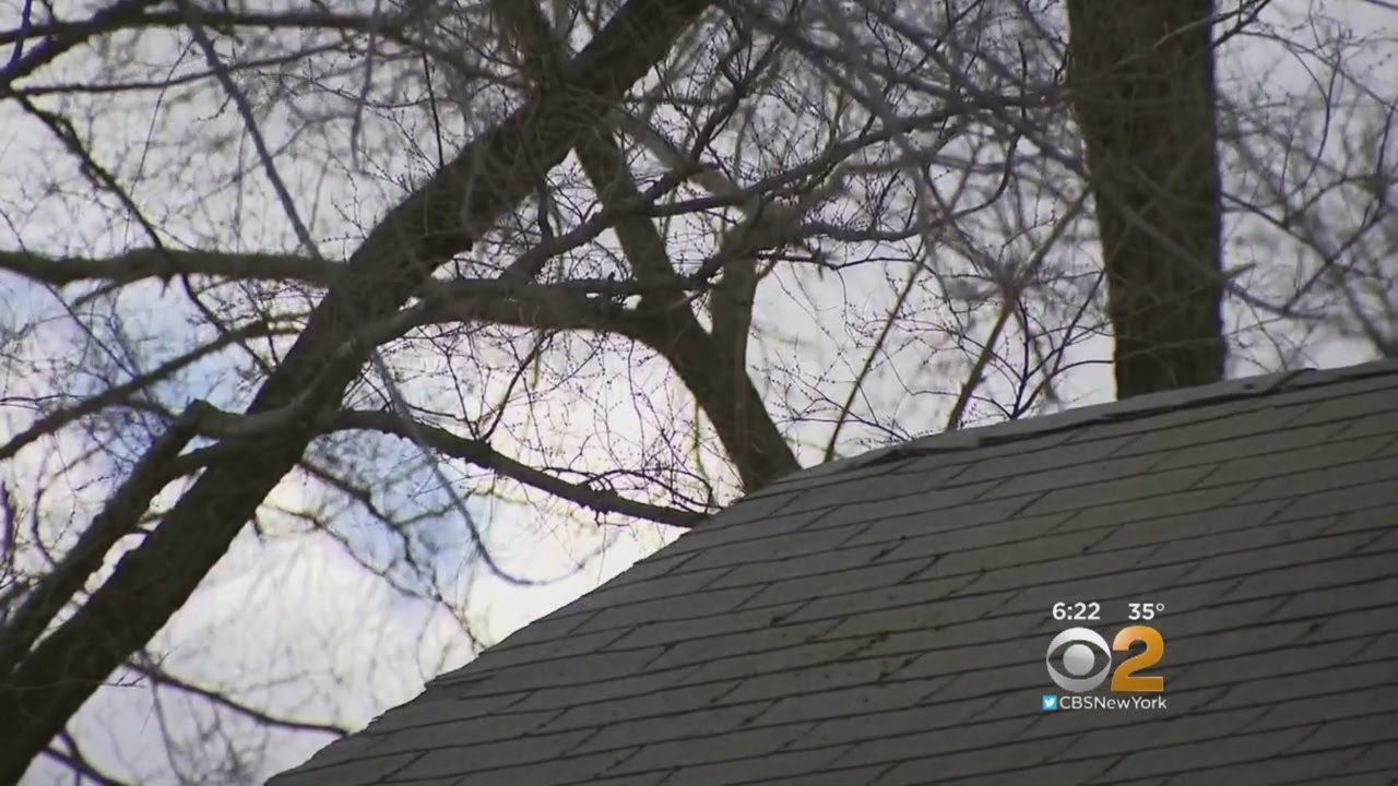 Tree Trimming Scam