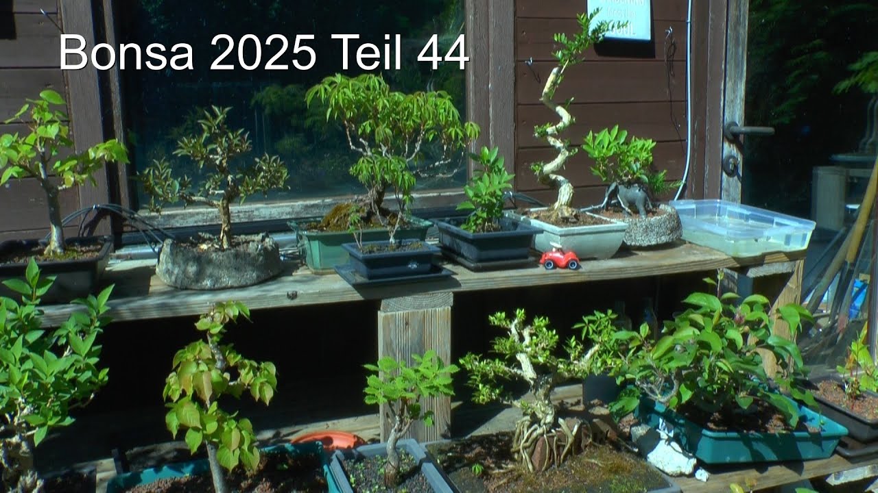 Bonsai Teil 44  Pflanzen versorgen und NEU Wilder Wein aus der Pflasterfuge retten