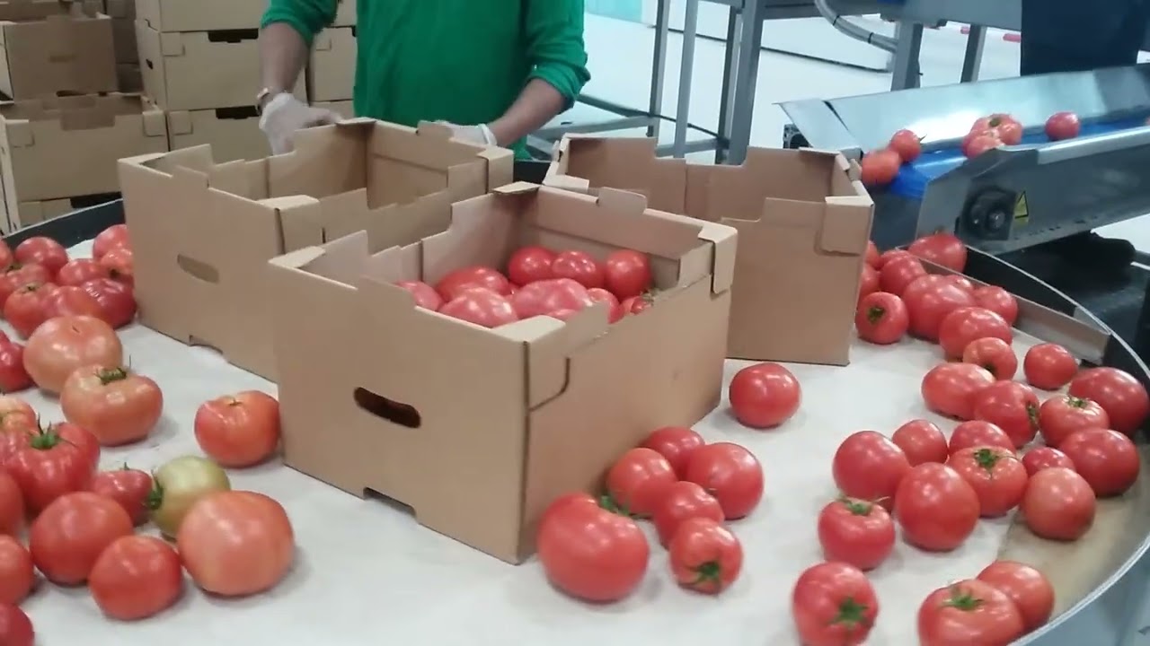 Tomato packing 