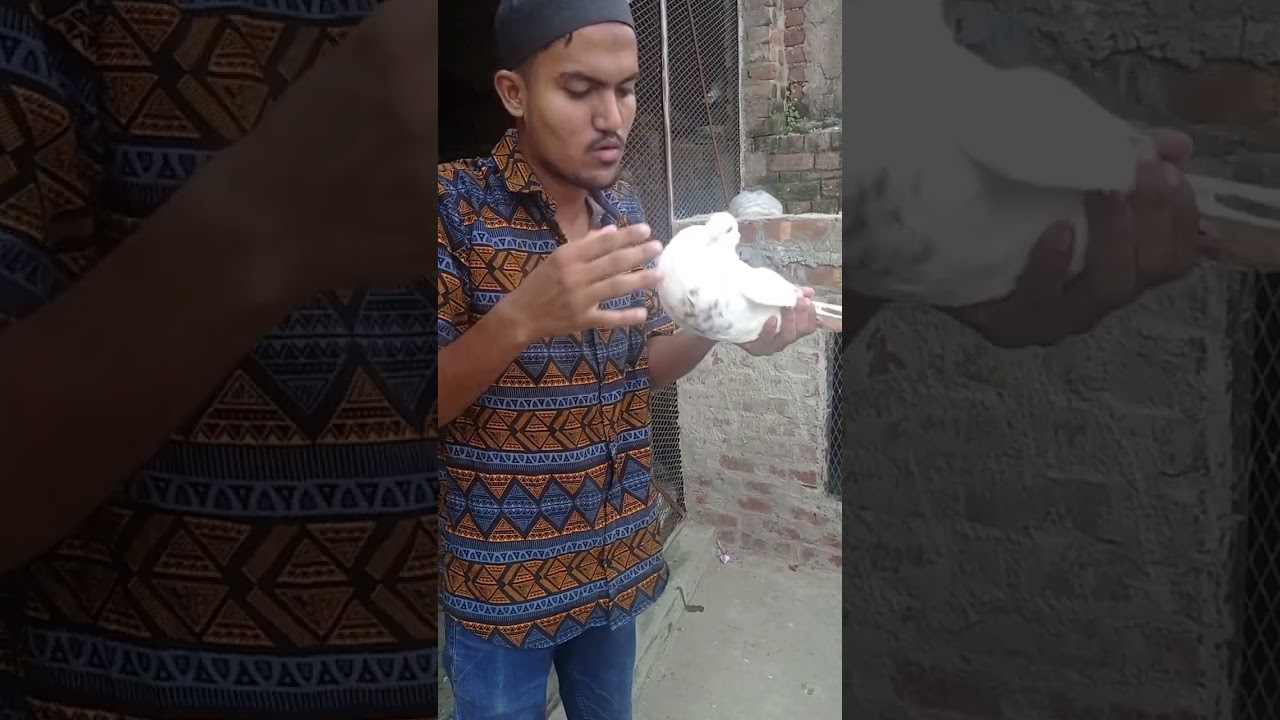 Asian pouter 🐦🐦#pigeon #shorts #viral