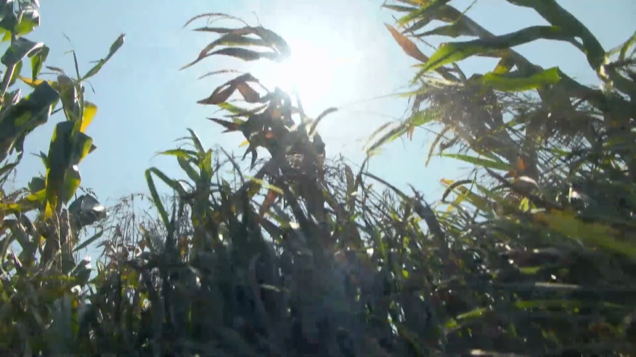 Drought-Like Weather Impacting Growing Season For Farmers