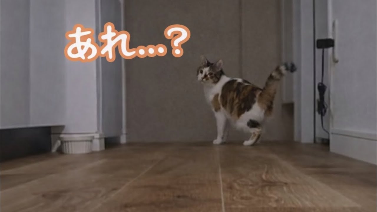 飼い主が消えたら、猫は探しに来るのか？【家の中でかくれんぼ】
