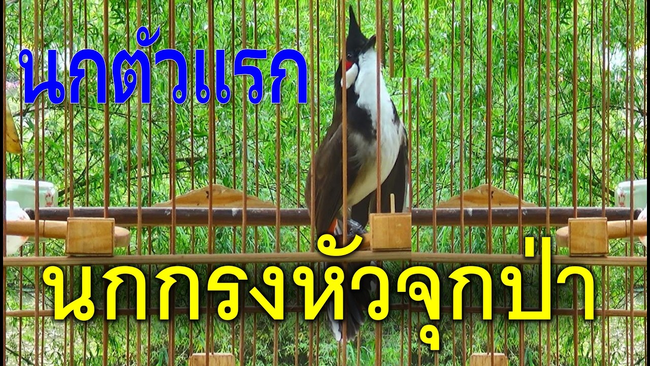 Thailand bird: ฝึกหงอนเป็นเวลา 30 นาทีทุกเช้าเพื่อช่วยให้นกเรียนรู้ที่จะพูดได้อย่างรวดเร็วและเข้มข้น