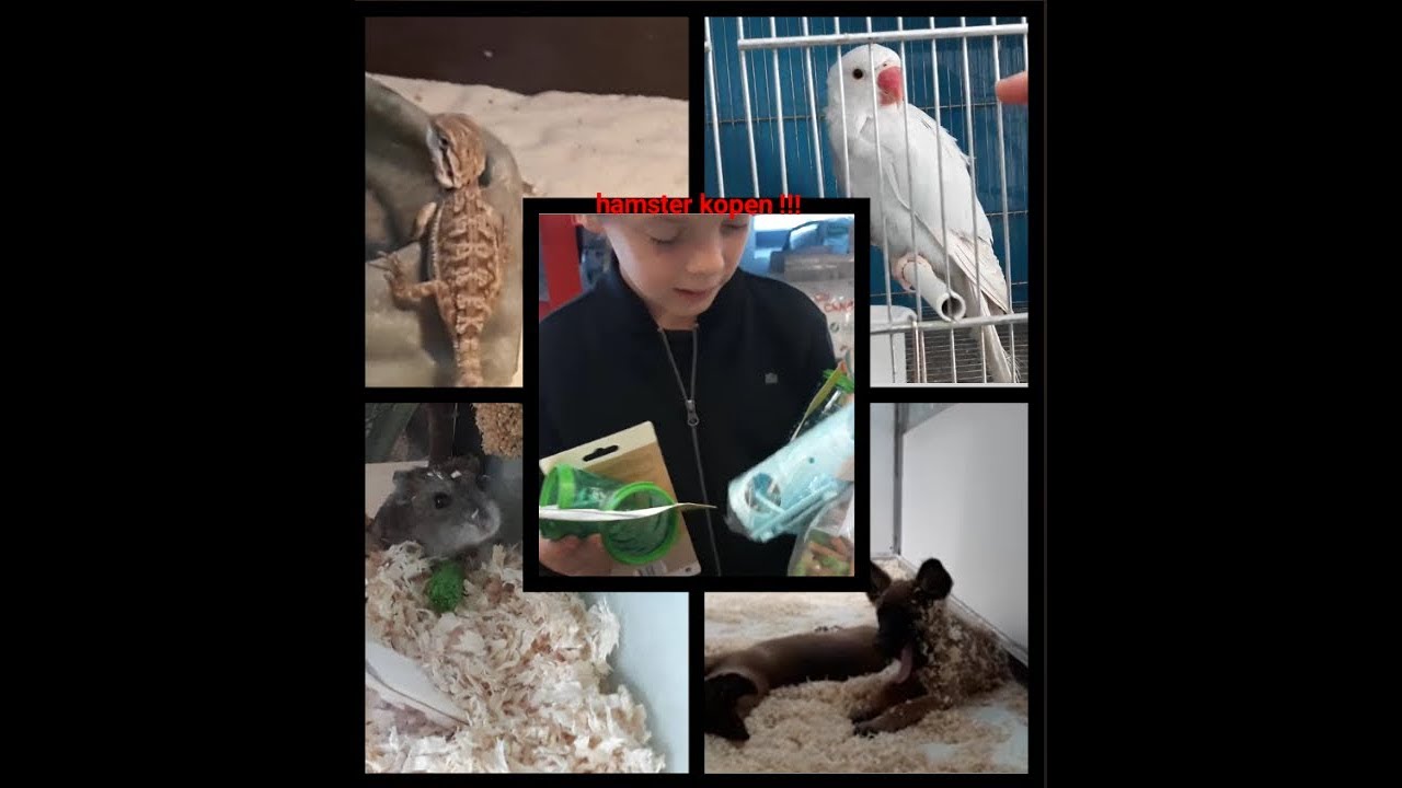 HAMSTER KOPEN!!!!! IN REUZE WINKEL! 20 SUB SPECIAL