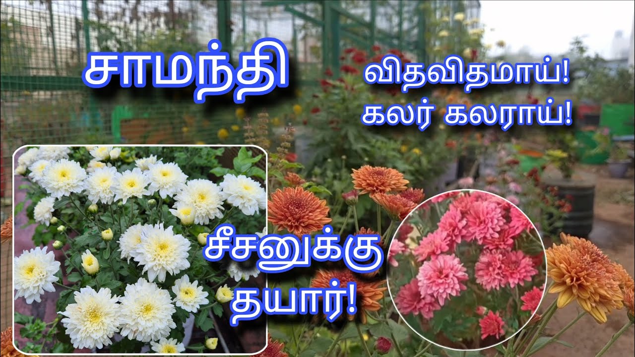 6 Colours Chrysanthemum Flowers 💐 | ஆறு வகை சாமந்தி பூக்கள் | Samanthi Plant 🪴 care | Gardening 