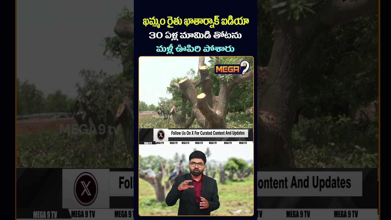 Khammam Farmer's Genius Idea: Reviving a 30-Year-Old Mango Orchard | mango pruning | Mega9tvagri