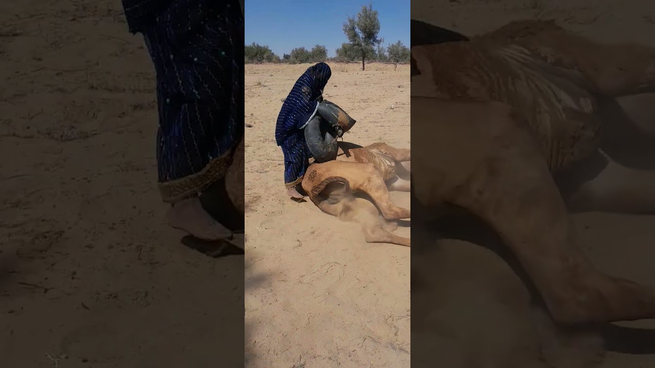 الجمل يثير الفوضى في الصحراء