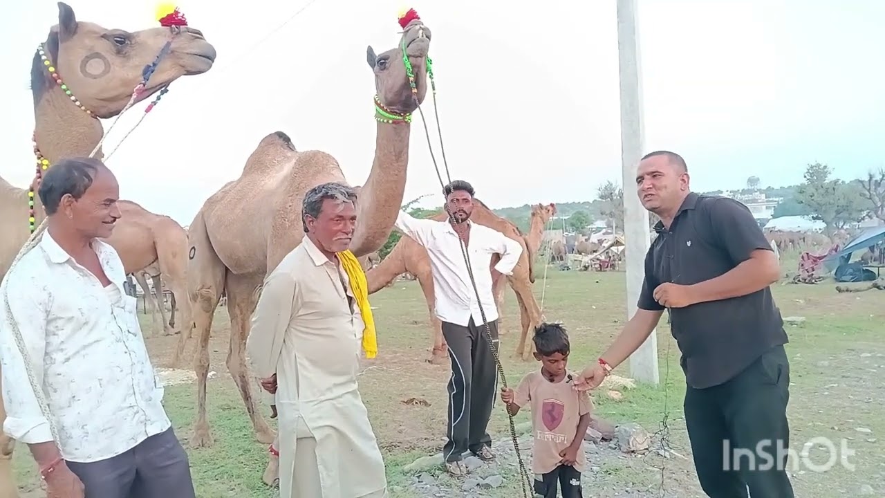 #डीडवाना #पशु #मेला #didwana #pashu #mela 