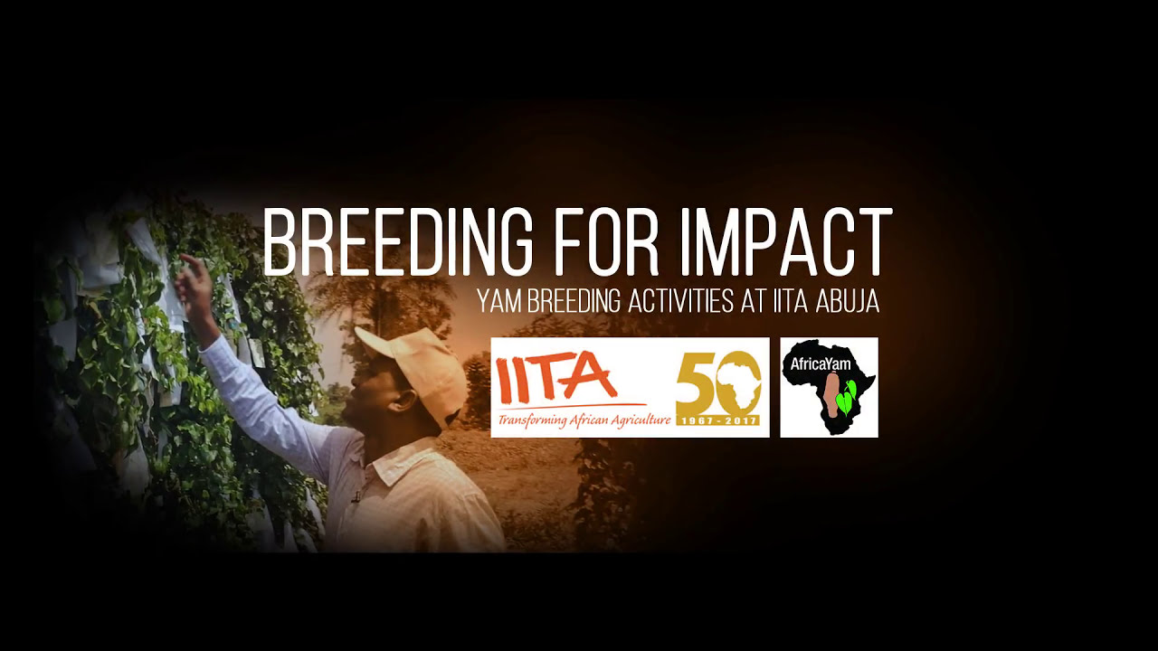 Africa Yam Breeding for Impact 2017 (FRENCH CAPTIONED)