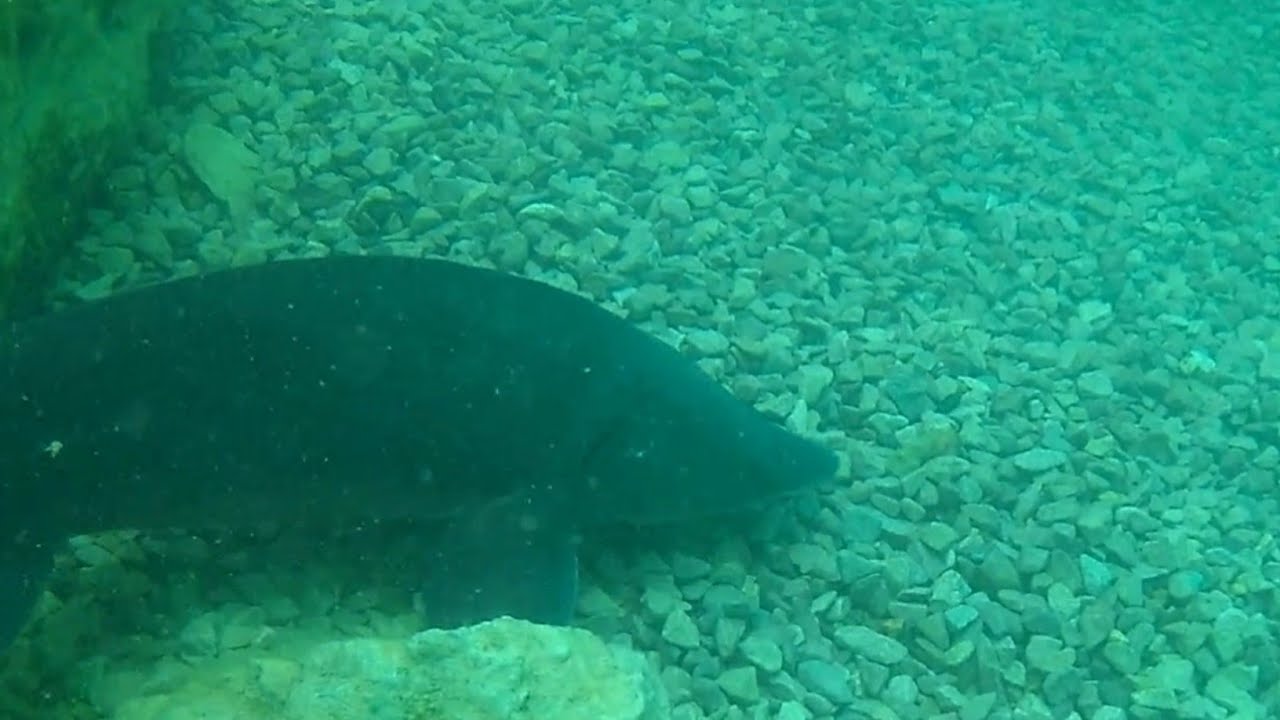 Scuba diving at Capernwray lake!