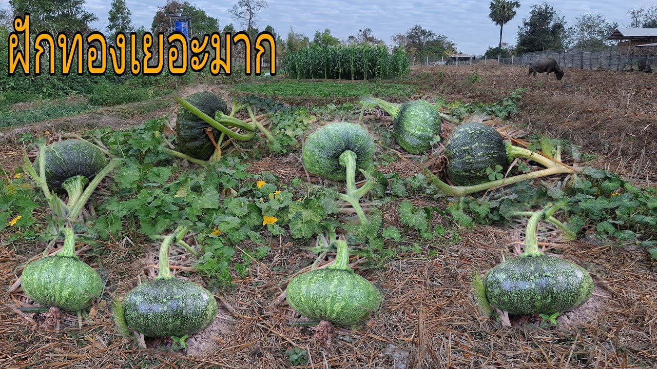 ทองที่สวนเยอะมากๆๆๆอากาศยามเช้าเย็นสะบายพี่น้อง 24 มกราคม ค.ศ. 2026