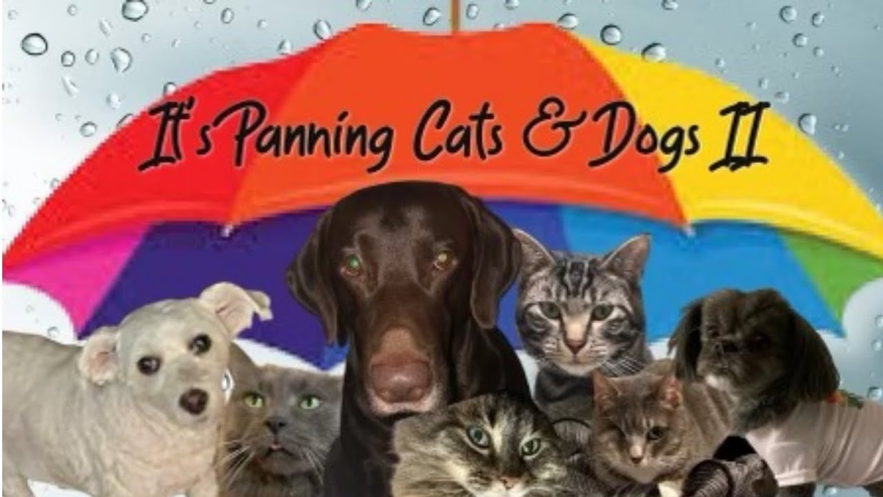 It's Panning Cats & Dogs 2 -  May 2024 #PanningPetsPP
