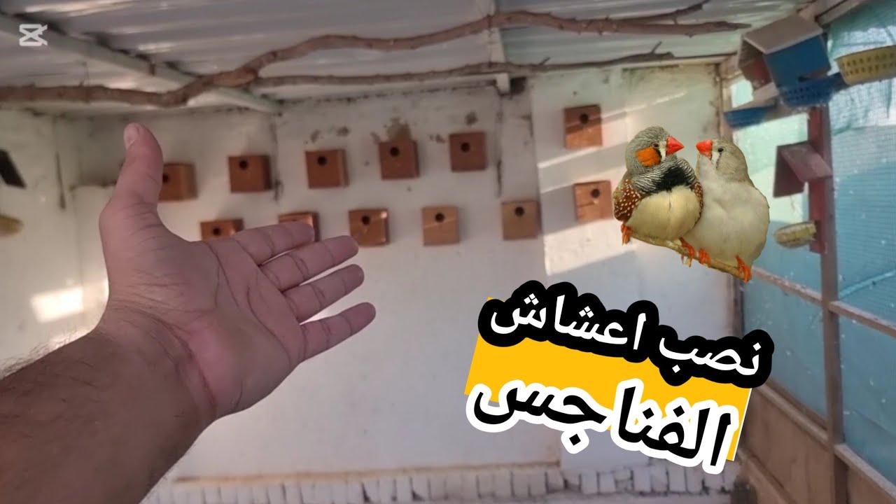 نصب اعشاش الفناجس 