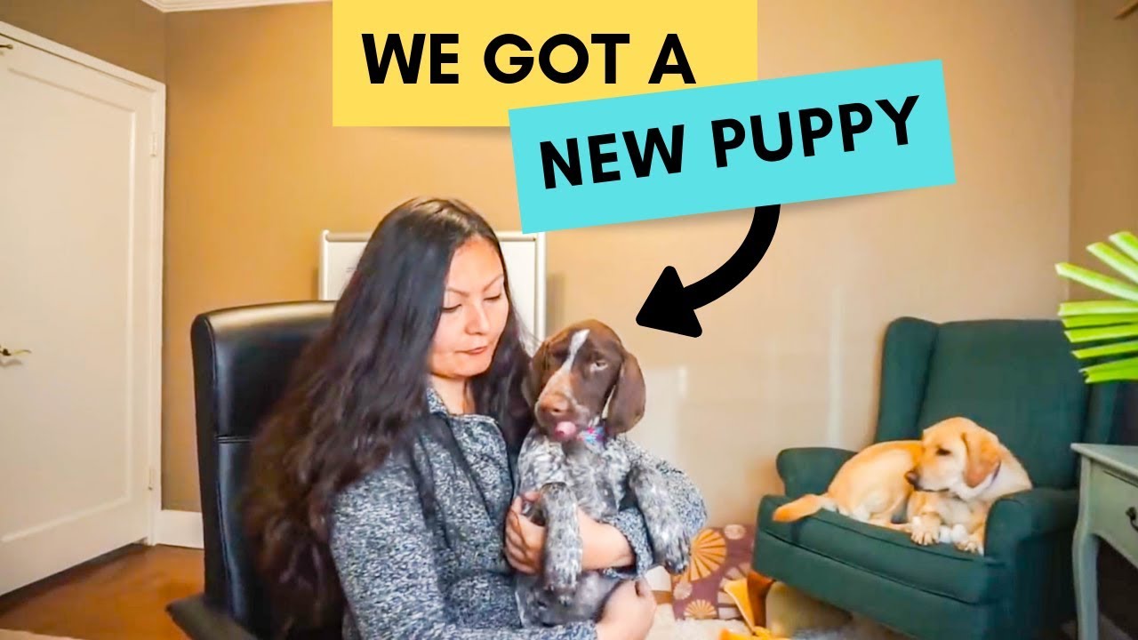We got a PUPPY (adding a second dog) | German Shorthaired Pointer