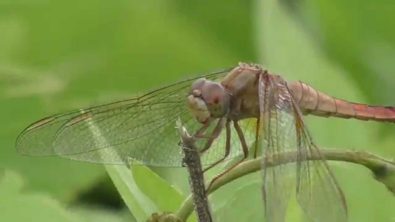 Libélula Video 4K Panasonic HC-WX970M