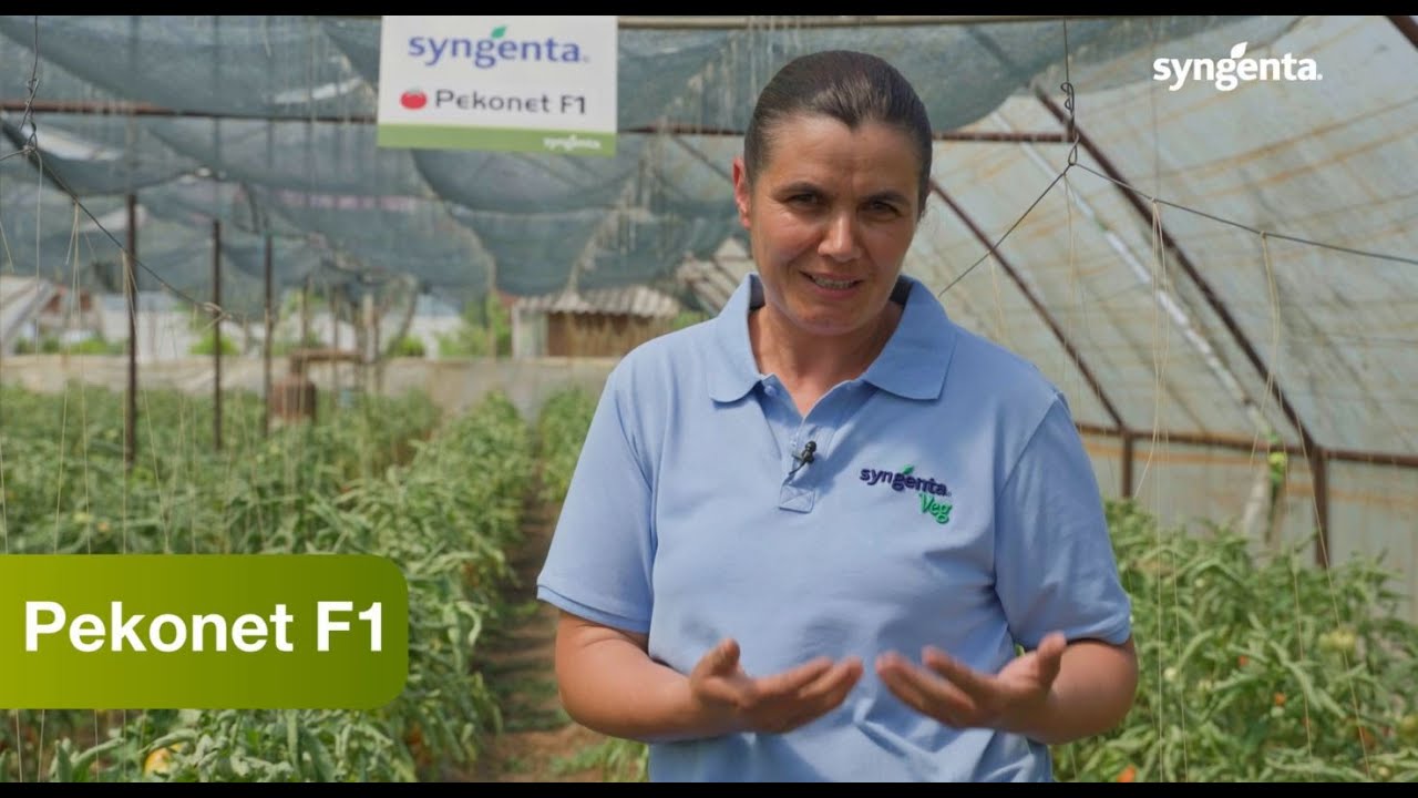 Tomate cu mucron - Pekonet F1 în Cilieni - Testimonial Mariana Petroi
