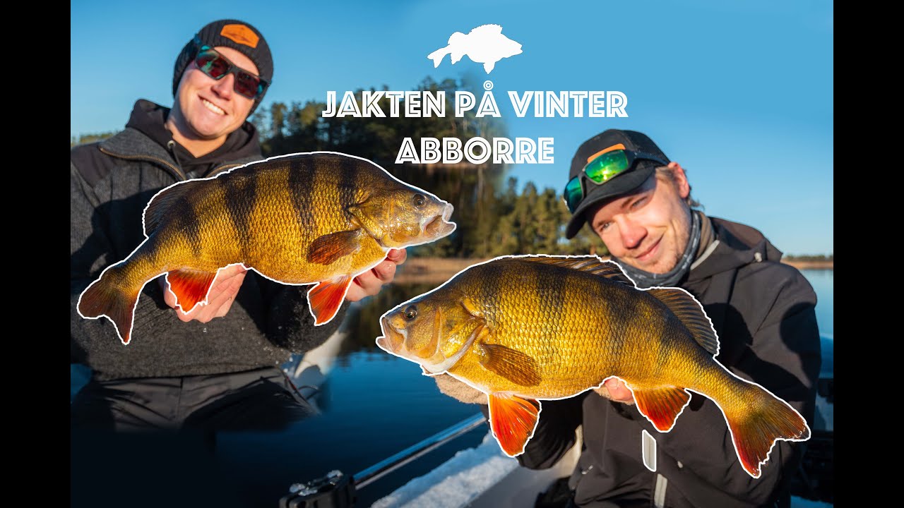 Vinter FISKE efter STORA abborrar